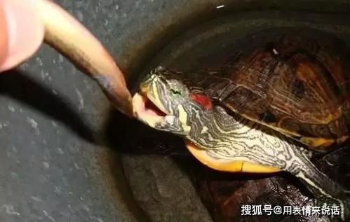 小小巴西龟因放生为名,竟吃鱼吃蛙成泛滥入侵物种