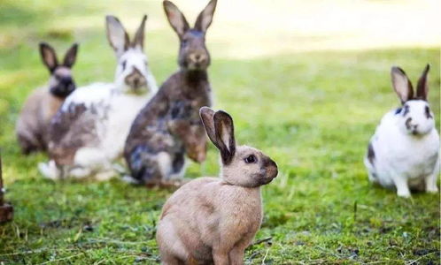 农民养兔子能致富,100只兔子一年可以赚6万块,为啥没人干