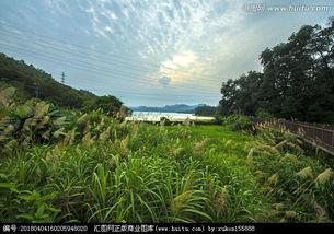 关于武汉东湖的芦苇的诗句