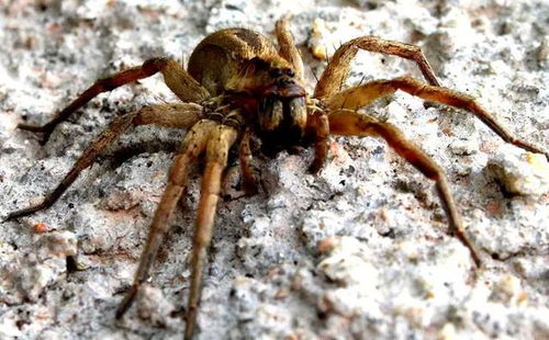 世界最毒蜘蛛,男性被咬后,会引发持续数小时的 生理反应