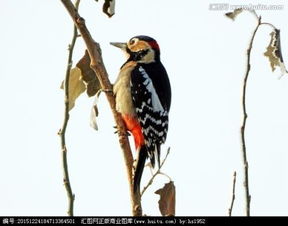啄木鸟是国家几级保护动物 