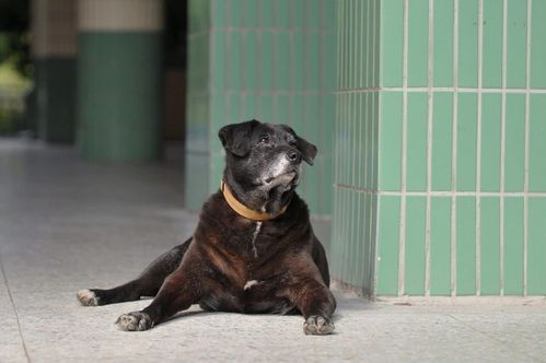 流浪狗误入校园被收养,20年后获颁 金饭碗 ,相当人类100岁