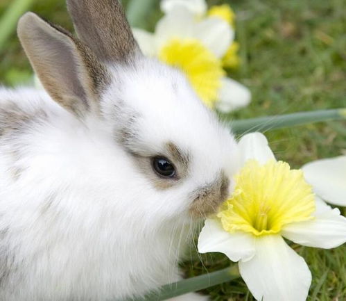 2018年属兔人适合种什么样的花脱单
