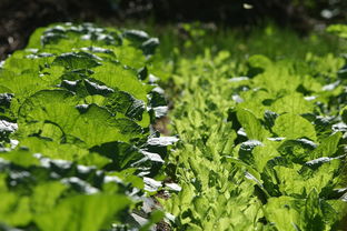 大棚蔬菜种植技术过程图片（大棚蔬菜种植技术大全手机官方网站）