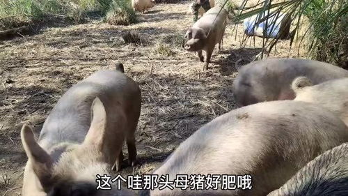 一头公猪配种整个猪群,妹子感叹这待遇真好 下次又能有猪崽子了 