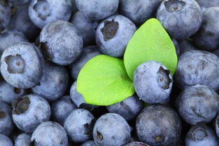 每天多给小孩吃蓝莓有哪些好处 