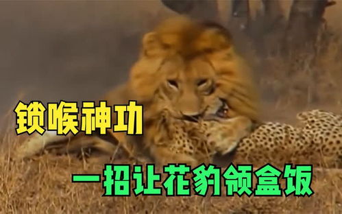 花豹和狮子激烈打斗,狮子一招锁喉让花豹领了盒饭 