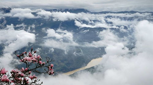 重庆初秋看白马山云海 常年弥漫的云雾 只 愿 身在此山中