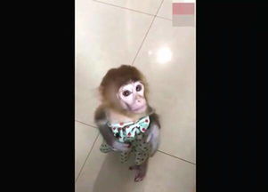 女子为什么不能养猴子