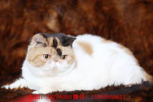 哈尔滨哪里有出售纯种波斯猫 无病 无癣 协议质保 欢迎选购