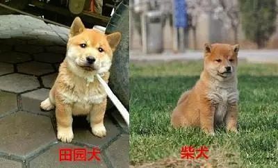 中国小土狗颜值完胜秋田犬,价格还便宜,不服气憋回去 