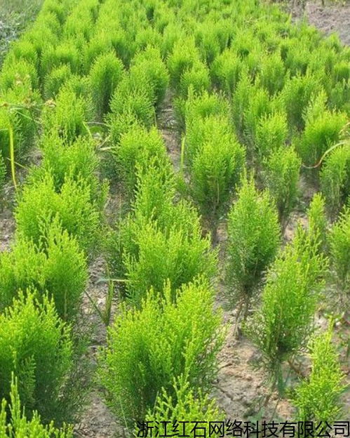 吉林省简单的苗木种植绿化,苗木种植桃树苗 哪家强