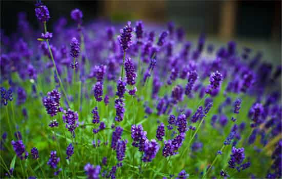 紫罗兰的花语是什么,紫兰的花语？