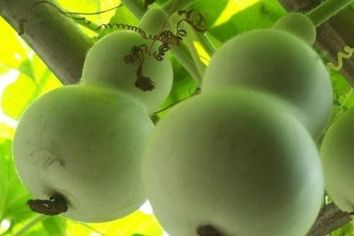 小葫芦的种植方法及技术要点,种植葫芦的正确方法