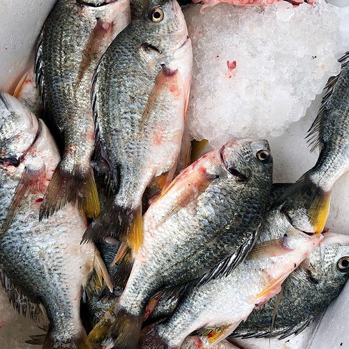 夏季吃鱼,专挑5种 野生鱼 ,不能人工养殖,老渔民夸你懂吃