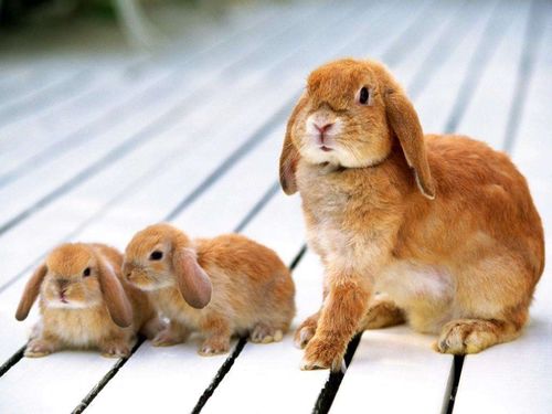 属兔出生最好六个吉日是什么(属兔出生最好六个吉日是什么意思)