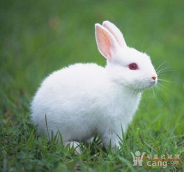 兔子多久传到中国？