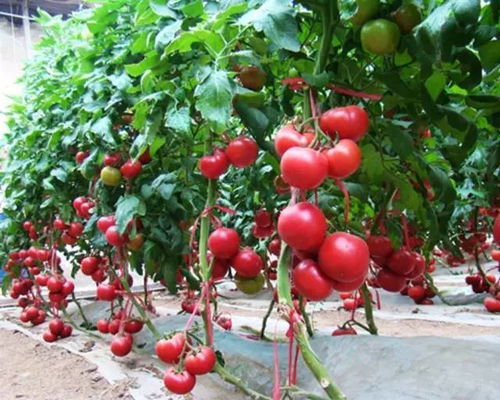 西红柿的种植方法和管理技术,番茄的种植与管理剪枝
