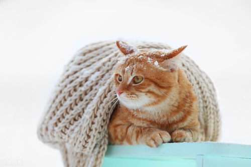养猫日记 小猫感冒能自愈吗