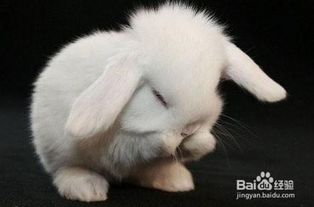 如何训练兔子在兔厕所或固定的地点大小便