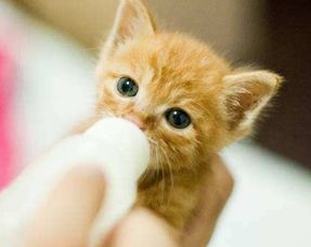 养宠经验 刚出生的橘猫需要补充营养吗,怎么给刚出生的橘猫补充营养
