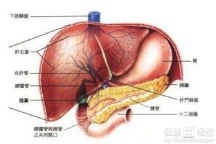 得了肝囊肿怎么治疗