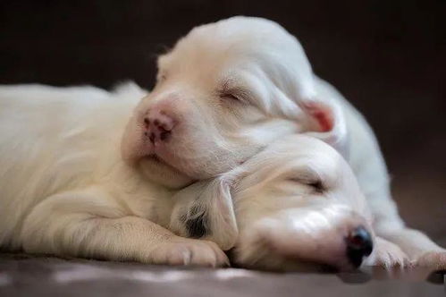 吃喝玩乐睡,就是狗狗的日常生活,为什么狗狗这么喜欢睡觉呢