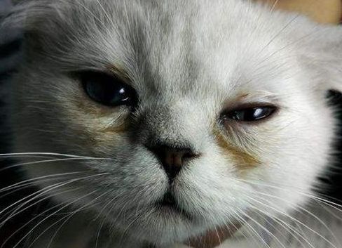 猫咪出现泪痕怎么办 卡比猫粮营养全面每一口都为猫咪健康加分