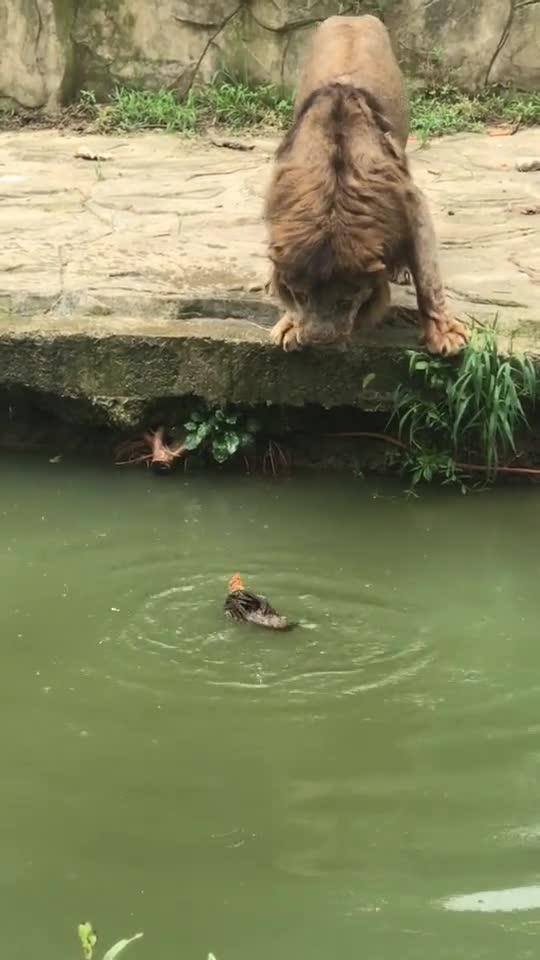 抓鸡的狮子VS会游泳的鸡 