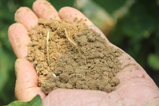 土壤肥力如何 是碱性土壤还是酸性土壤 用手感受下,不费一分钱