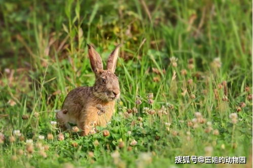 退耕还林,农村环境逐渐变好,为什么反而见不到野兔了