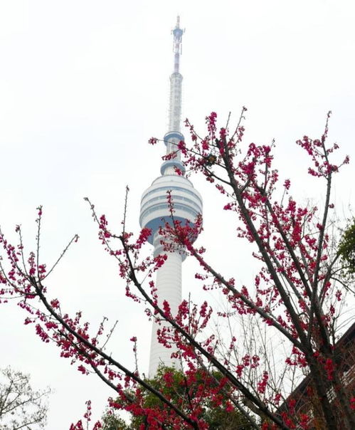 武汉第一批樱花,开了 来武汉赏樱,必须知道的10个樱花冷知识