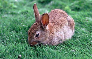 哪种兔子比较好养一只种兔多少钱