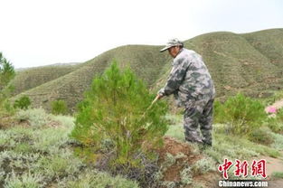 甘肃榆中护林人40载植树巡山 每天挖数百个树窝