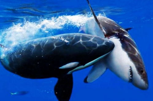 关于虎鲸的五条冷知识,虎鲸其实是一种向往自由的动物