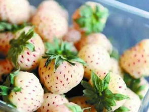 草莓用英语怎么说 草莓的种植和分布