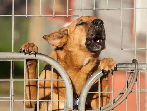笼子对狗狗来说是必要的吗 看完这些你会后悔没有早买笼子