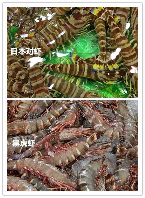黑虎虾和对虾的区别(黑虎虾和虎虾一样吗)