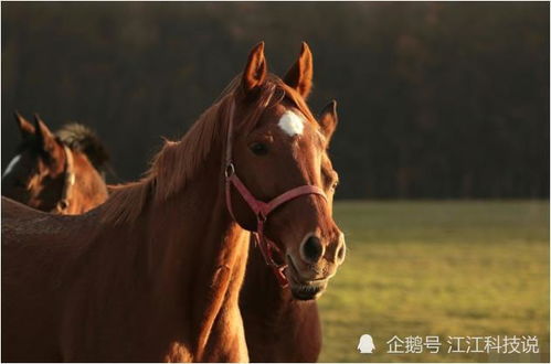 生肖马,属马人穷了一辈子,到了中晚年命数焕发反而家道昌隆