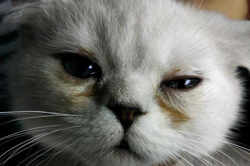 猫咪有泪痕是什么原因导致的
