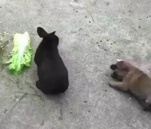大黑兔正在吃午餐,突遭小奶狗骚扰,于是决定教教它如何做狗,看完憋笑 
