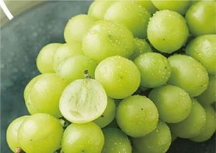 青提什么时候成熟,像青提的葡萄是什么品种？