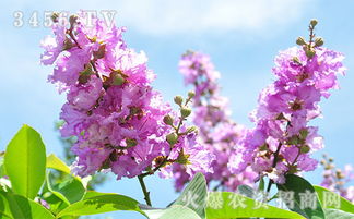 紫薇花的花语和传说