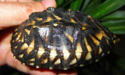 斑点池龟,看破红尘的 王者 ,如今的青铜 斑点池龟饲养殖南 水龟 黑色 种龟 网易订阅 
