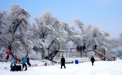 吉林市雾凇旅行社近期的旅游线路(雾凇旅行社近期有哪些团)