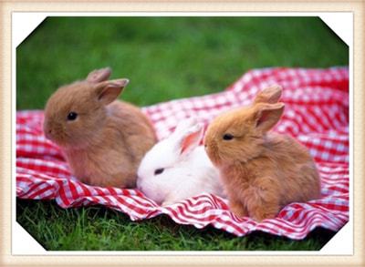 夏天养兔子的注意事项
