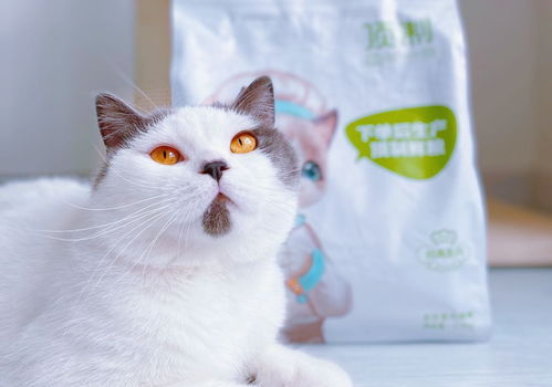 幼猫猫粮哪个牌子比较好 猫粮你们都选对了吗