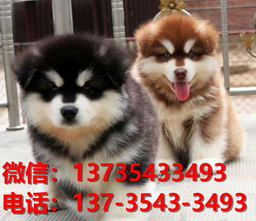 福州宠物狗狗犬舍出售纯种阿拉斯加犬幼犬卖狗地方在哪里卖狗有狗市场