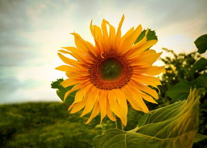 向日葵图片向日葵摄影向日葵实拍向日葵背景素材 模板下载 0.64MB 花卉大全 自然 