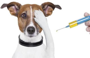 猫打狂犬疫苗后被咬不用打疫苗吗 